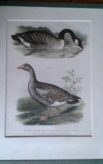 Litografie z 19. století (mapy, zvířata, figurální aj.) - Kliknutím na obrázek zavřete